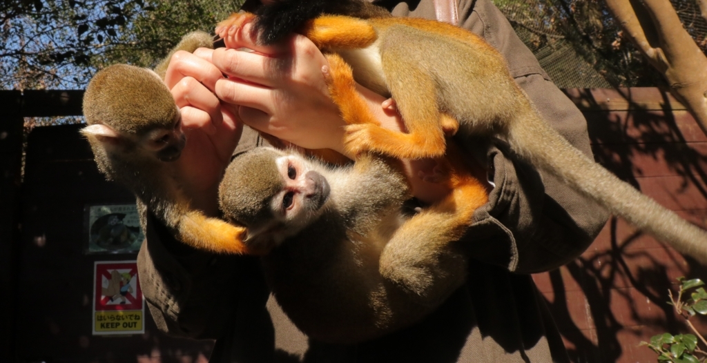 f:id:azooooki:20171122165214j:plain