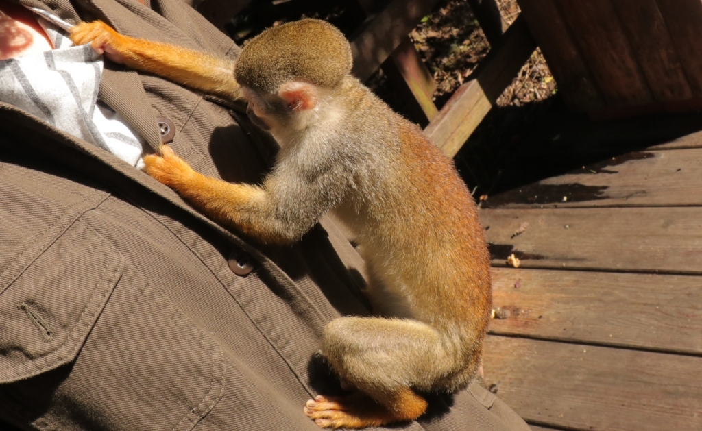 f:id:azooooki:20171122165219j:plain