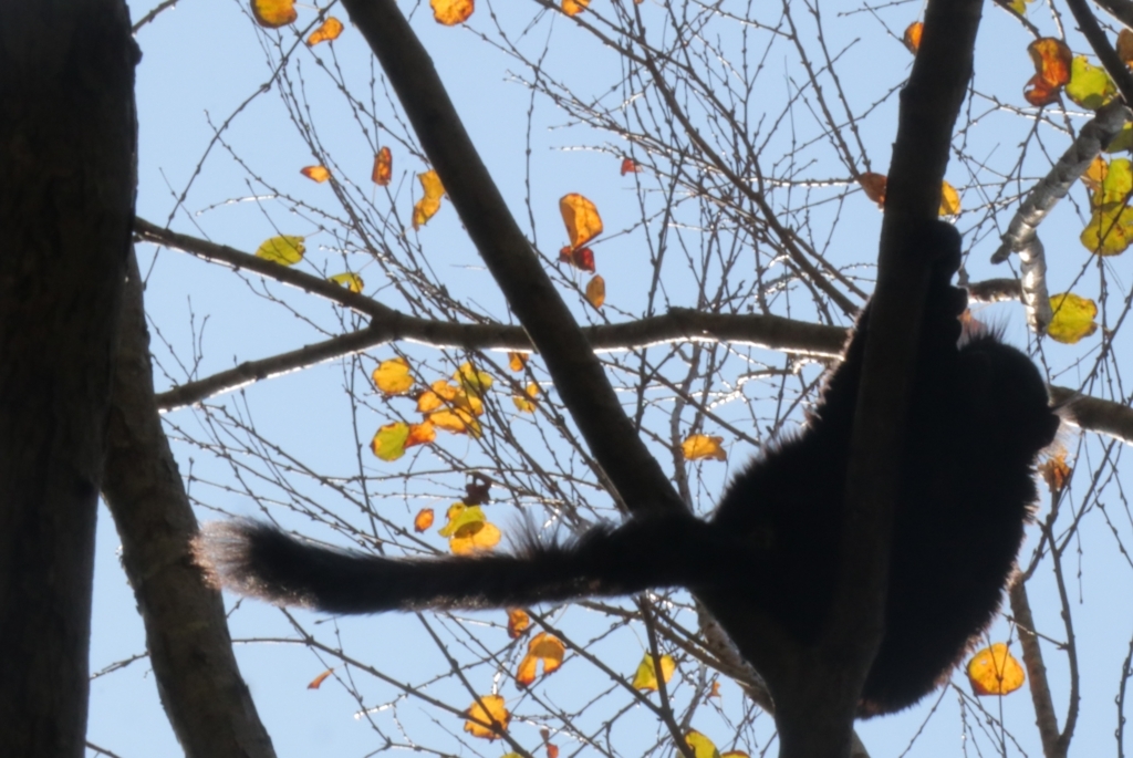 f:id:azooooki:20171122172601j:plain