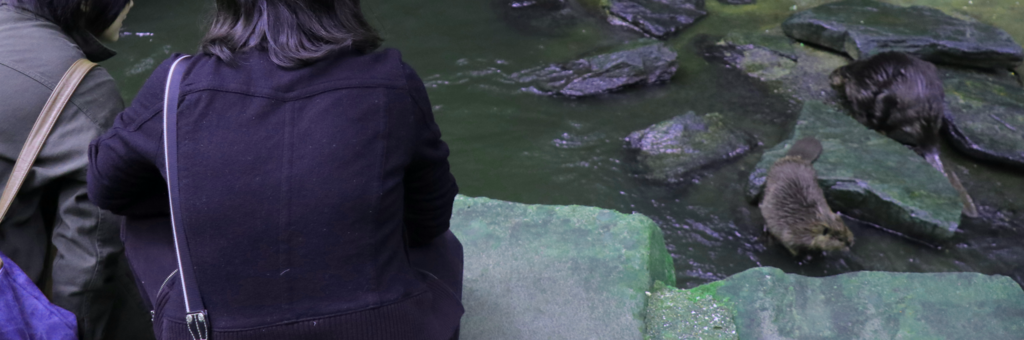 f:id:azooooki:20171122173506p:plain