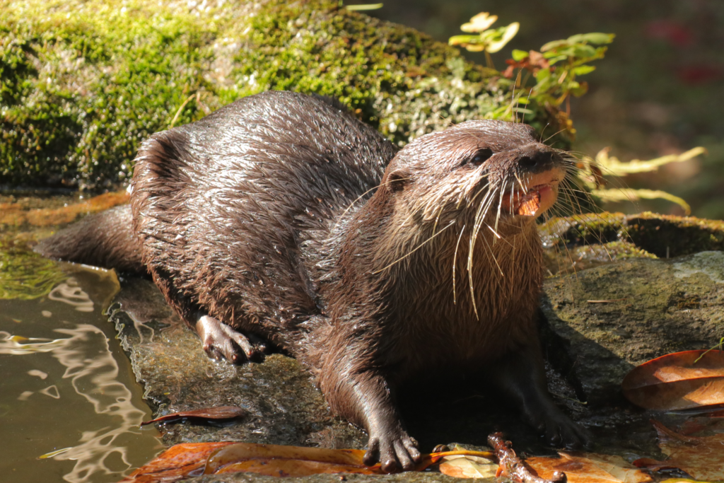 f:id:azooooki:20171122173626p:plain