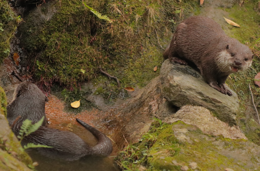 f:id:azooooki:20171122173748p:plain