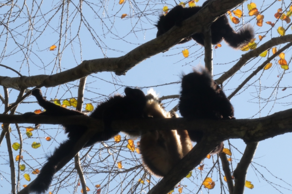 f:id:azooooki:20171122174013j:plain