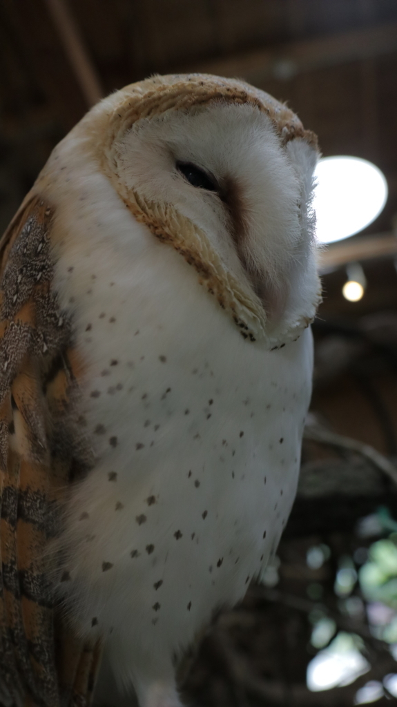 f:id:azooooki:20171122174903j:plain