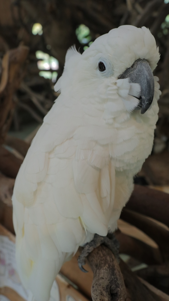 f:id:azooooki:20171122174939j:plain