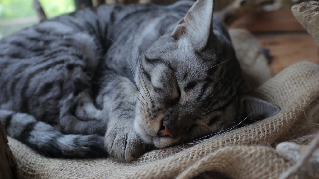 f:id:azooooki:20171122175333j:plain