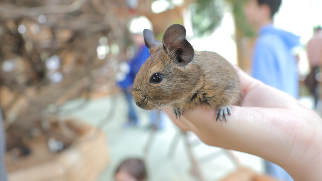 f:id:azooooki:20171122175431j:plain