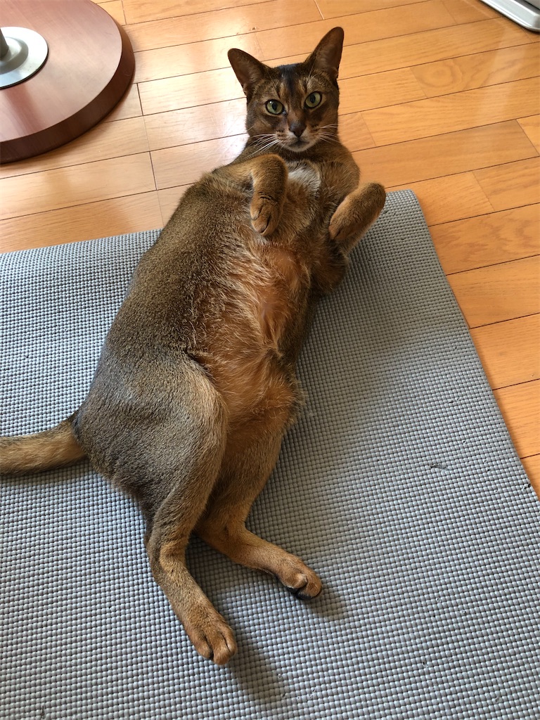 f:id:azuazuazukina:20200601100746j:image