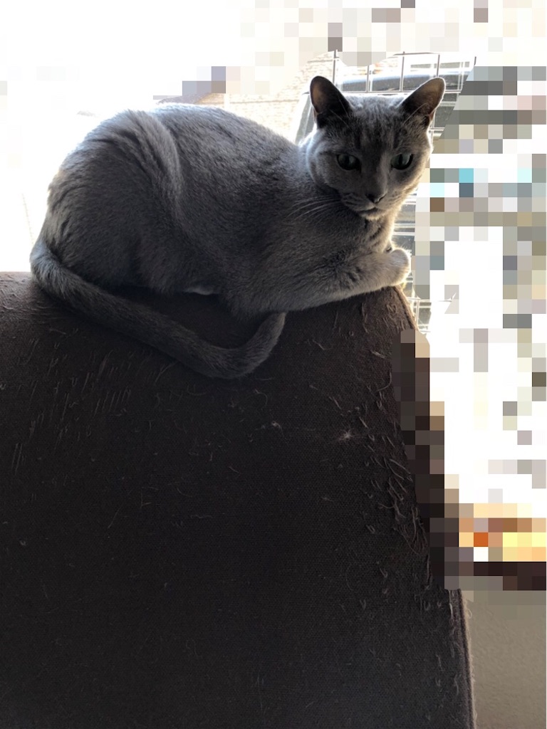 f:id:azuazuazukina:20200601100749j:image