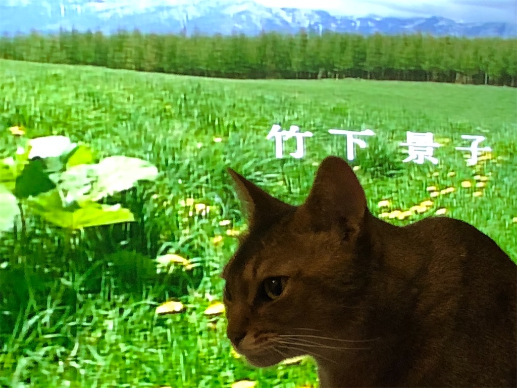 北の国からで何度も泣くおっさんと邪魔する猫さん マダムあずきの意識低い系ブログ