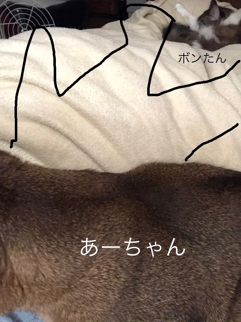 f:id:azuazuazukina:20210202004308j:image f:id:azuazuazukina:20210202004308j:image