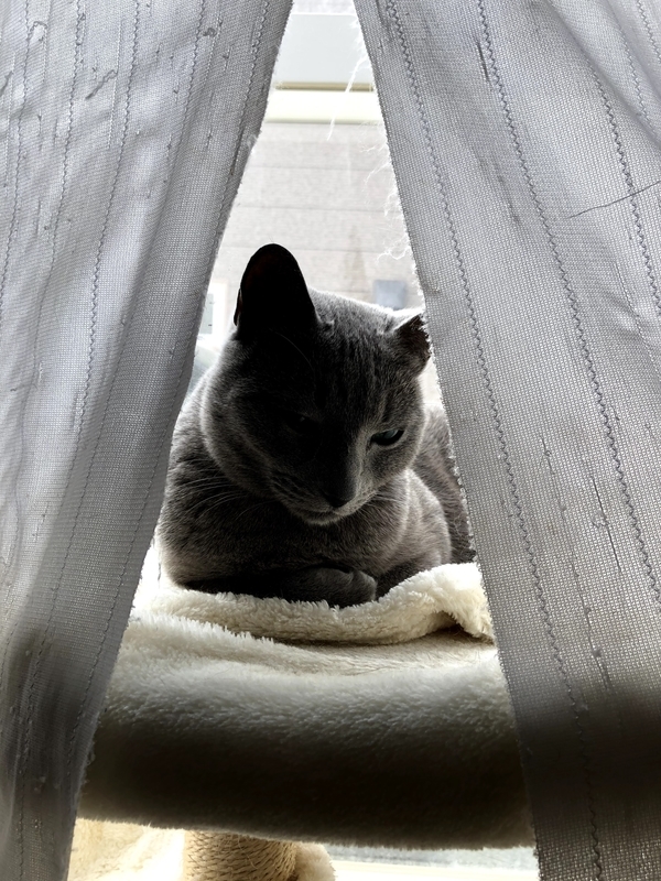 f:id:azuazuazukina:20210325100416j:plain