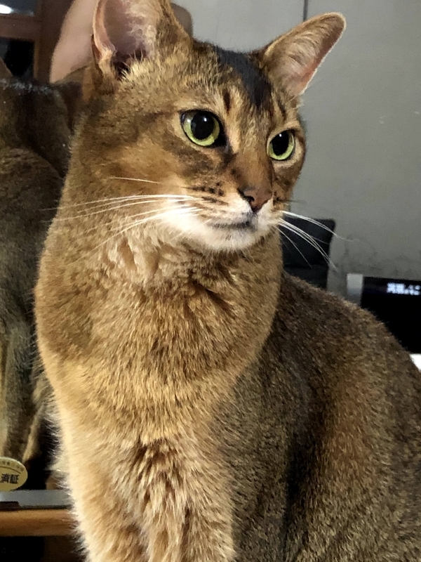 f:id:azuazuazukina:20210325100829j:plain