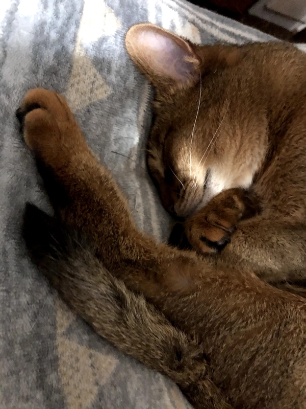 f:id:azuazuazukina:20210520150652j:plain