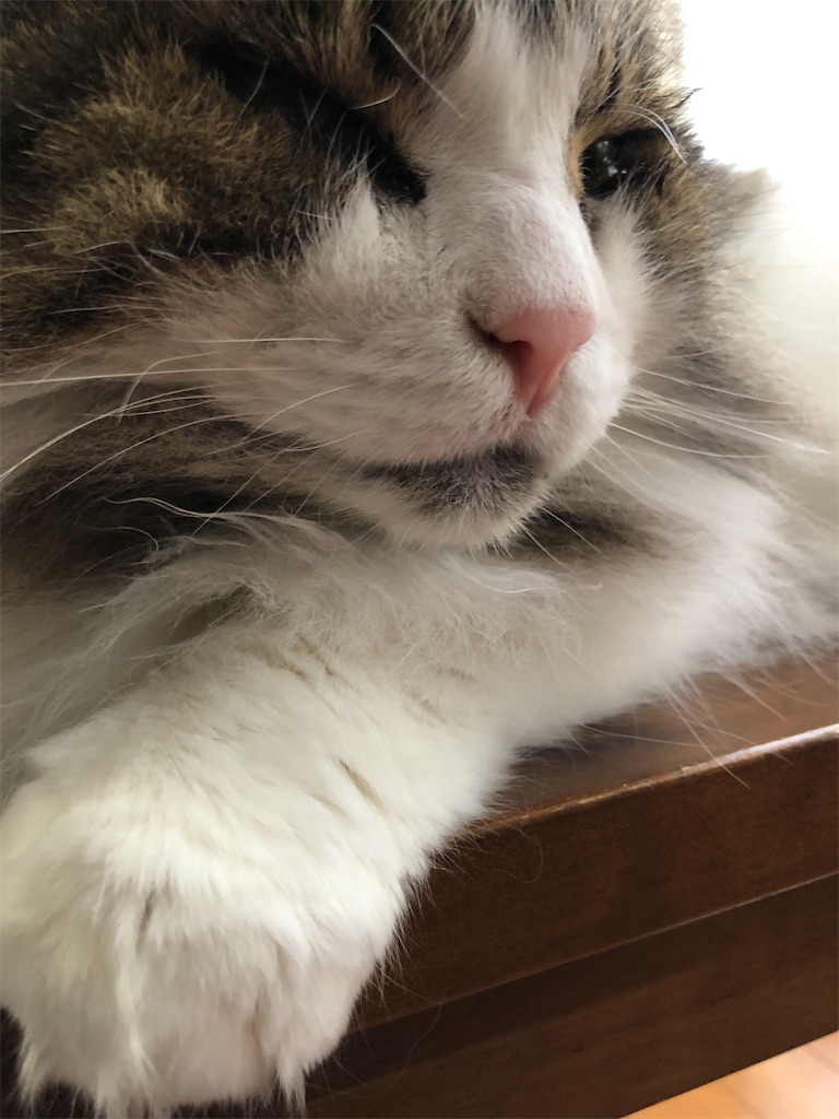 f:id:azuazuazukina:20210522221027j:image