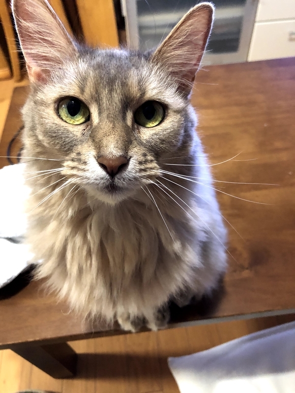 f:id:azuazuazukina:20210708192056j:plain