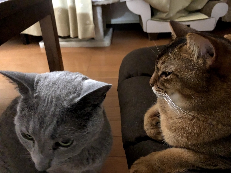 f:id:azuazuazukina:20210708192118j:plain