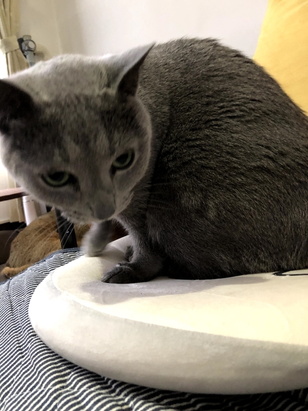 f:id:azuazuazukina:20210708192129j:plain