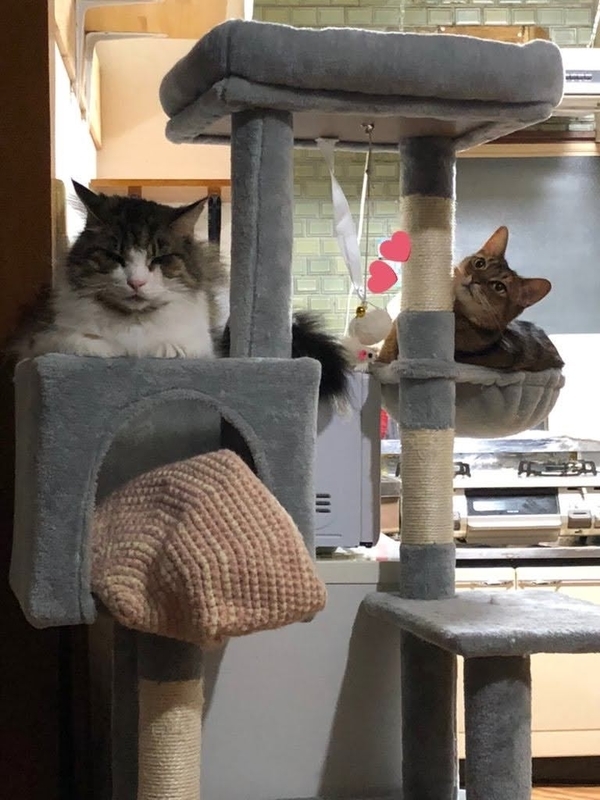 f:id:azuazuazukina:20220129100332j:plain