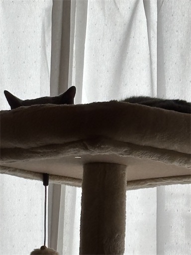 f:id:azuazuazukina:20251205130250j:image