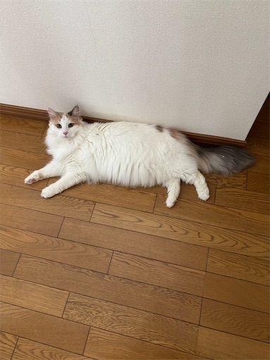 f:id:azuazuazukina:20260603082229j:image