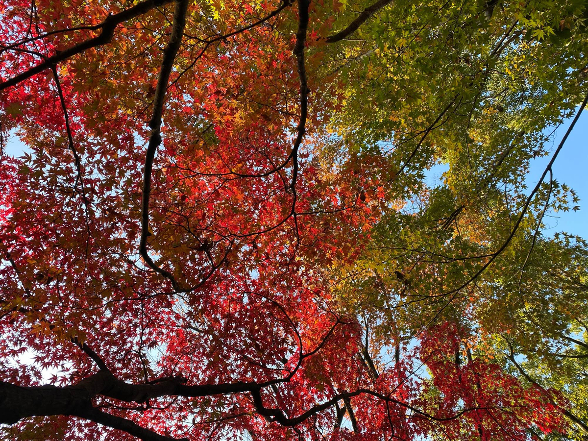 左から、赤から緑へとグラデーションしているもみじを下から見上げた状態の写真です。青空もバックにあります。