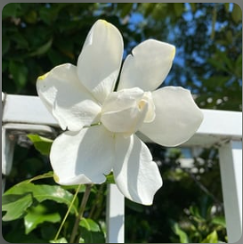 クチナシの白い花(たぶん)