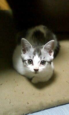 f:id:azuki-glg:20100504183834j:image