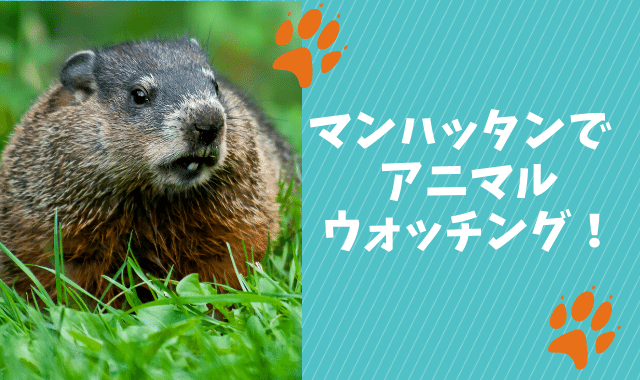 f:id:azuki-ice:20200715101235p:plain f:id:azuki-ice:20200715101235p:plain