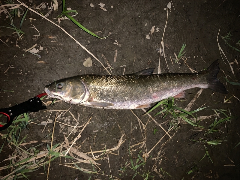 f:id:azuki250r:20190606215202j:image
