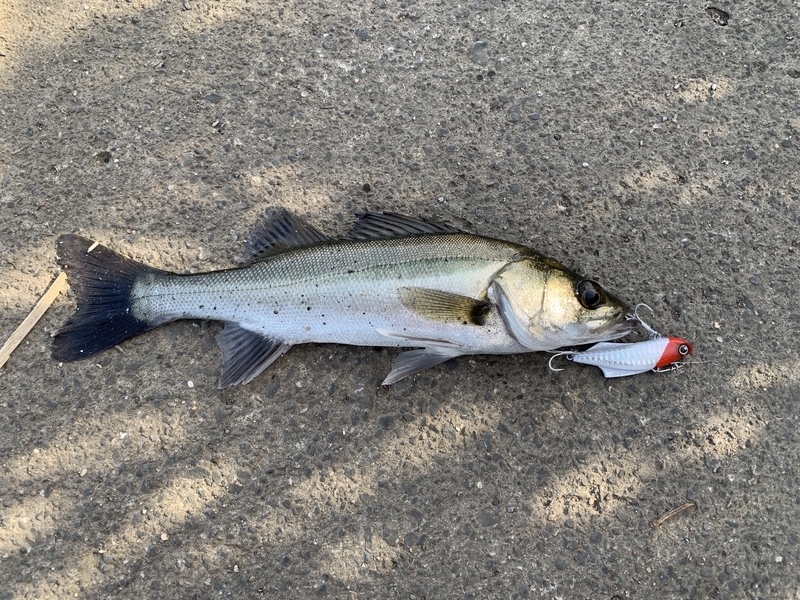 f:id:azuki250r:20190812154119j:image