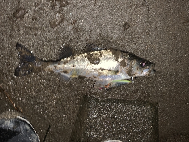 f:id:azuki250r:20200313011452j:image f:id:azuki250r:20200313011452j:image
