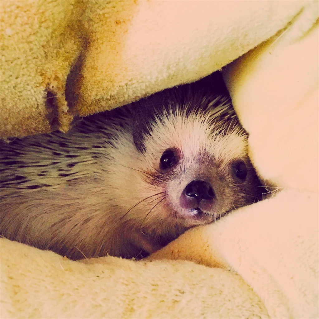 f:id:azukihog:20161206171654j:image f:id:azukihog:20161206171654j:image