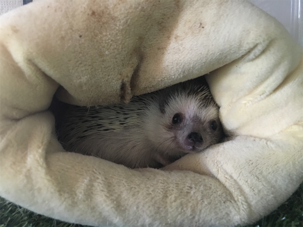 f:id:azukihog:20161206171821j:image f:id:azukihog:20161206171821j:image