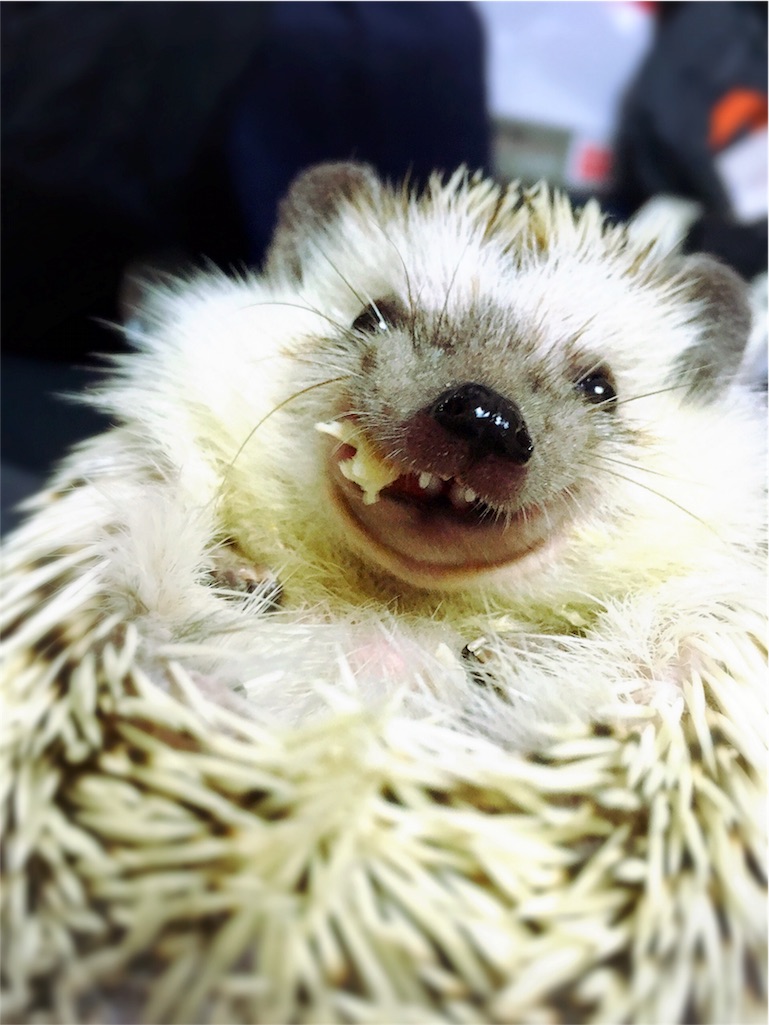 f:id:azukihog:20161208133320j:image f:id:azukihog:20161208133320j:image