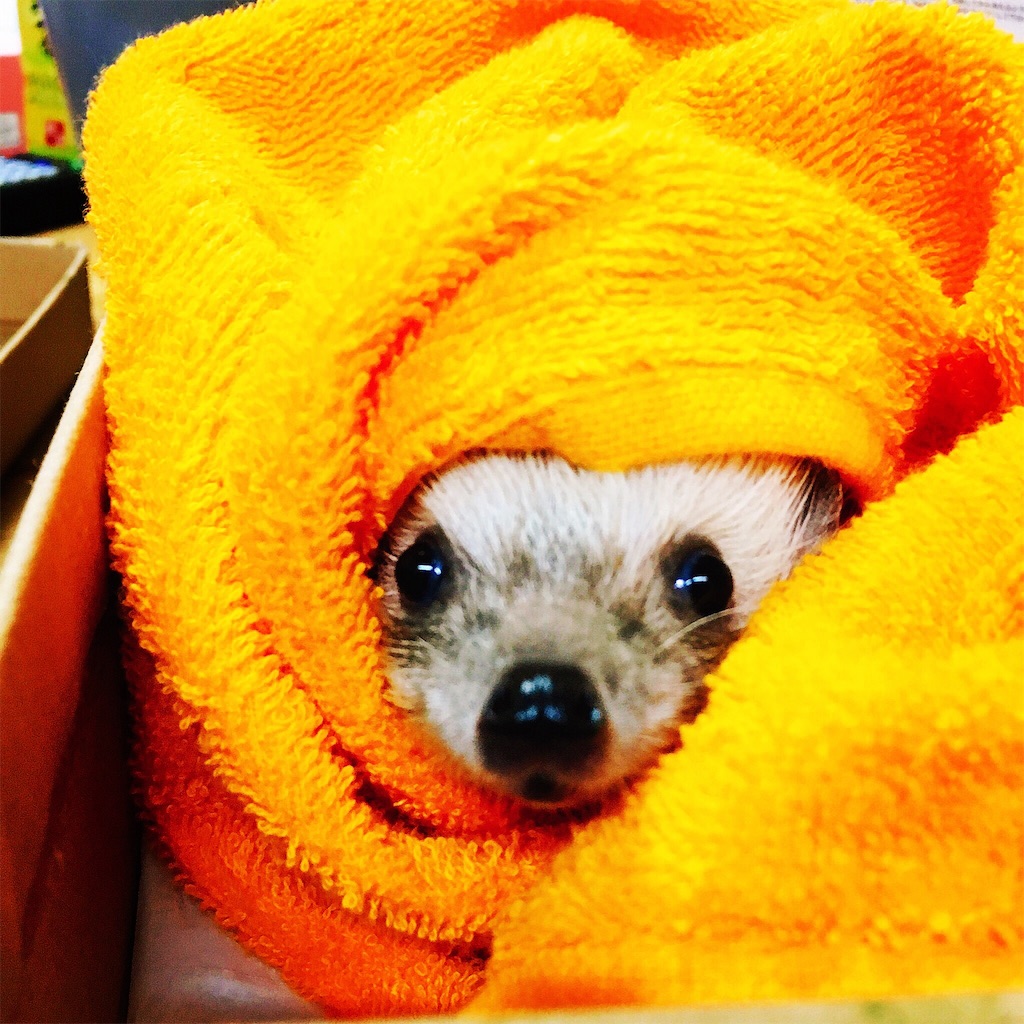 f:id:azukihog:20170328021051j:image f:id:azukihog:20170328021051j:image