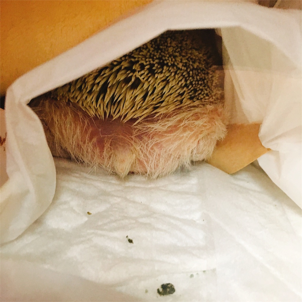 f:id:azukihog:20170328021118j:image f:id:azukihog:20170328021118j:image