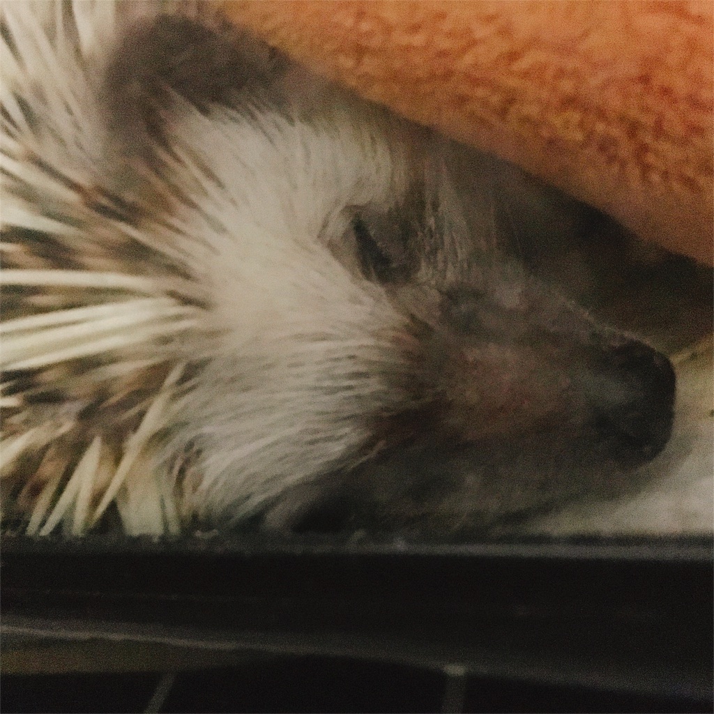 f:id:azukihog:20170328021208j:image f:id:azukihog:20170328021208j:image