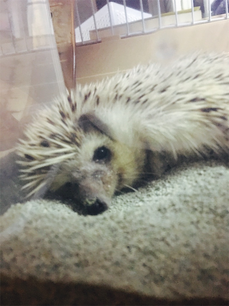 f:id:azukihog:20170329212529j:image f:id:azukihog:20170329212529j:image