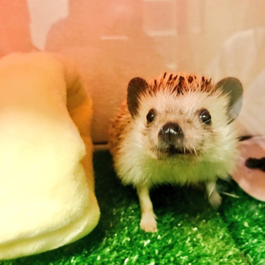 f:id:azukihog:20180507234356j:plain f:id:azukihog:20180507234356j:plain