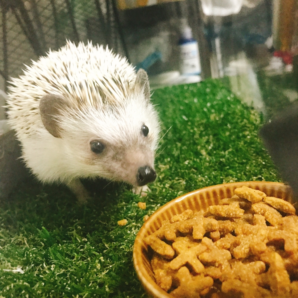 f:id:azukihog:20180509172220j:plain f:id:azukihog:20180509172220j:plain