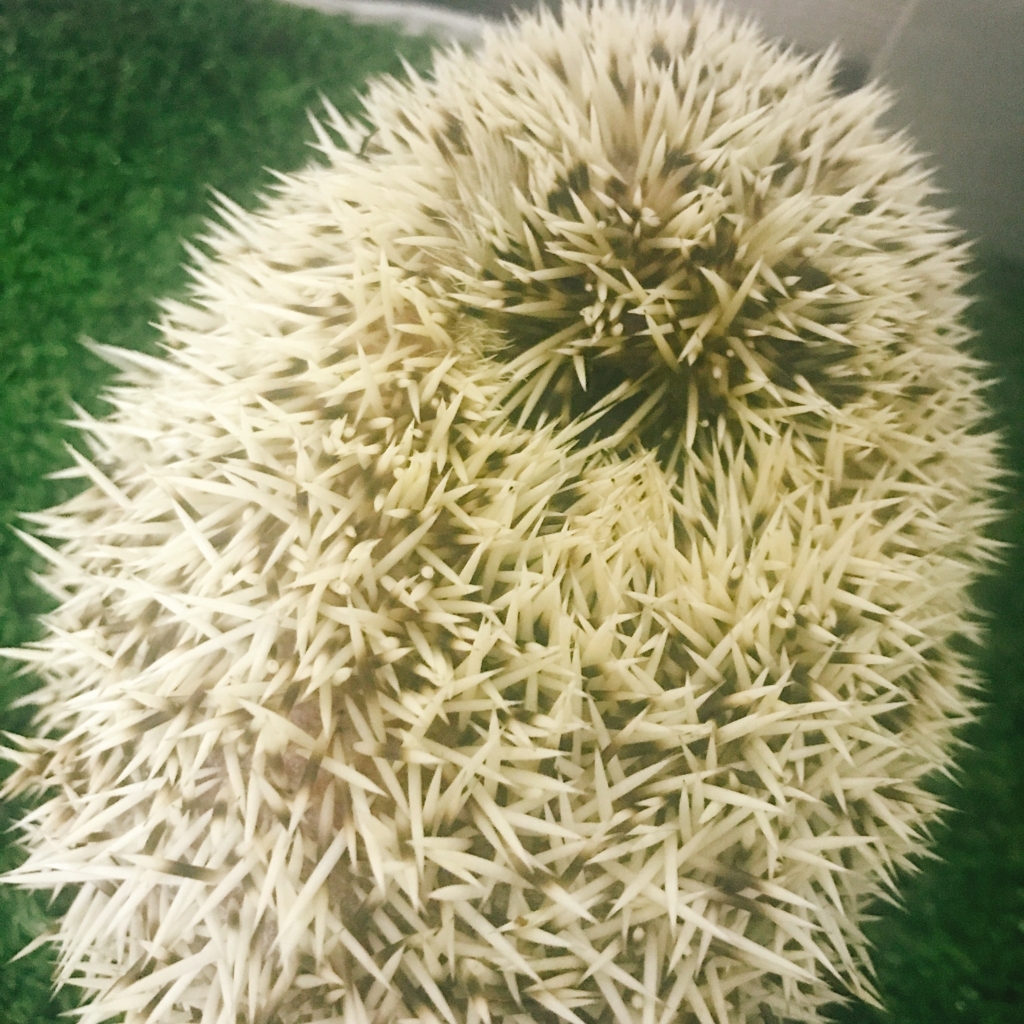 f:id:azukihog:20180528175729j:plain f:id:azukihog:20180528175729j:plain