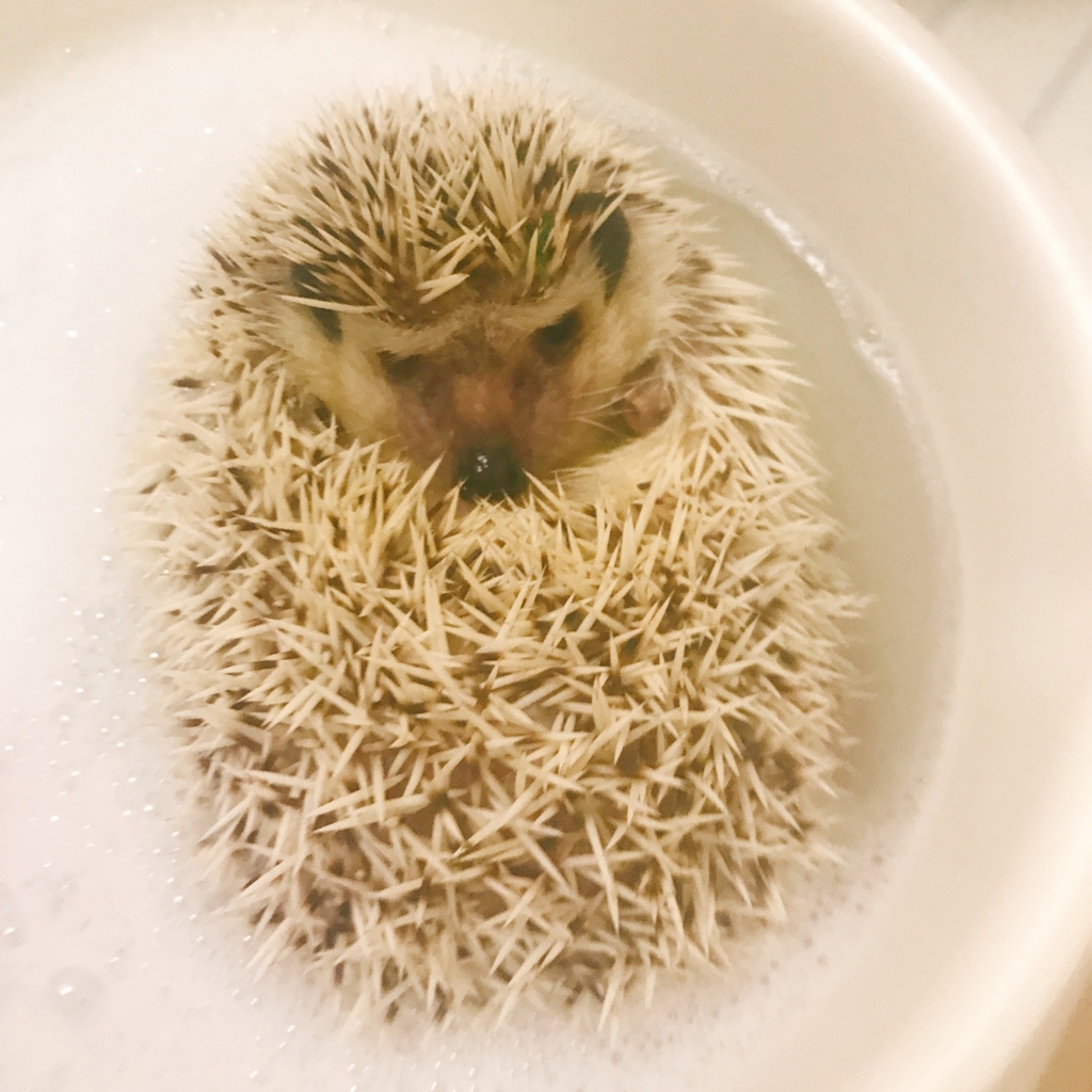 f:id:azukihog:20180528175803j:plain