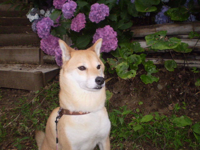 f:id:azuko0830:20120630055643j:image:w360:left