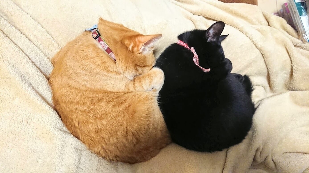 f:id:azukota:20210809011509j:plain