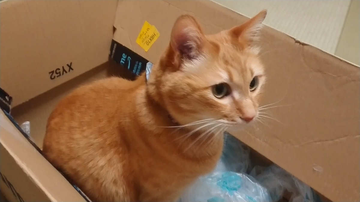 f:id:azukota:20210825162032j:plain