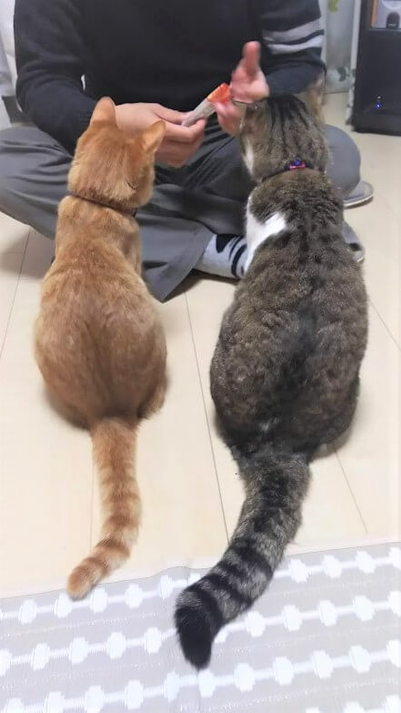 f:id:azukota:20210918124558j:plain