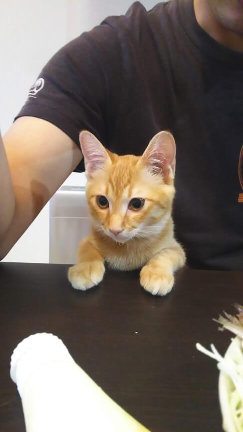 f:id:azukota:20211018160652j:plain