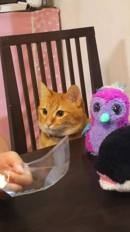 f:id:azukota:20211018160745j:plain