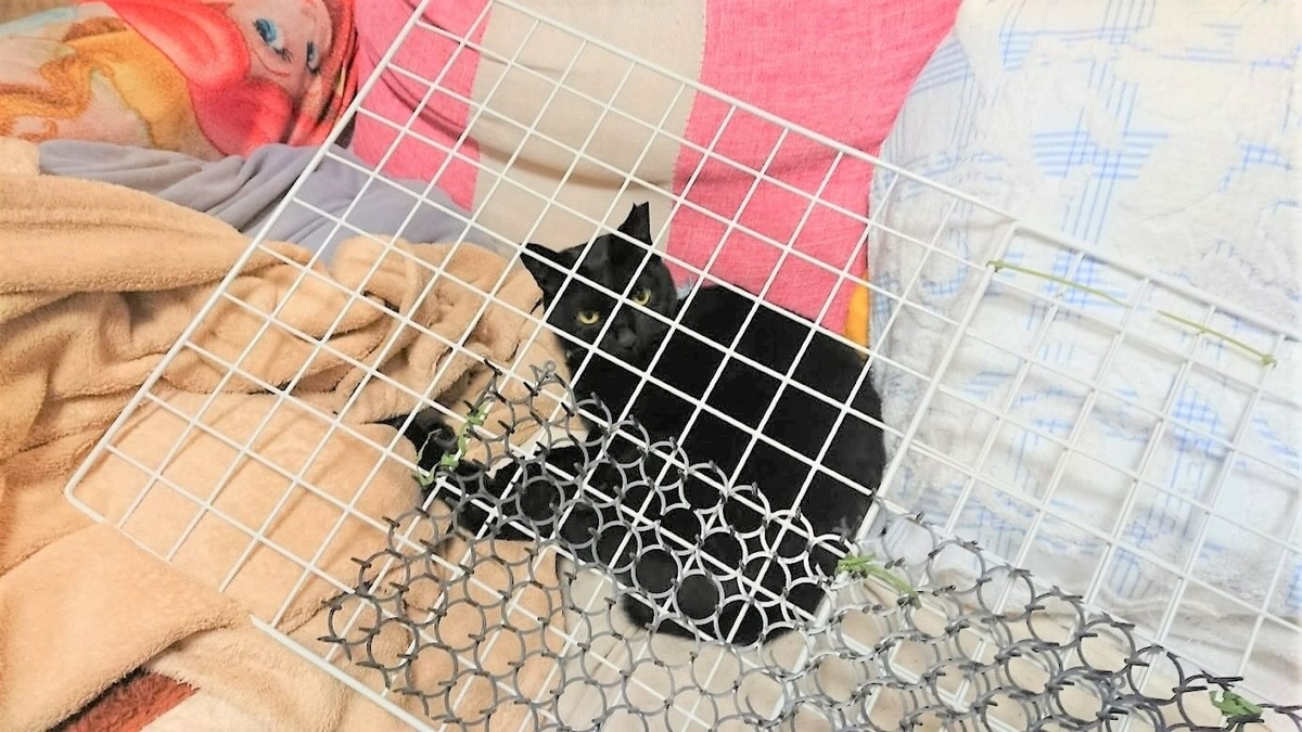 f:id:azukota:20211109170735j:plain